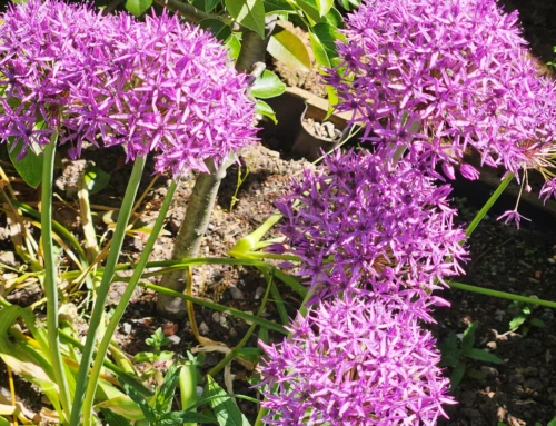 Supporting Wellbeing Through Nature at Ravenswing Manor